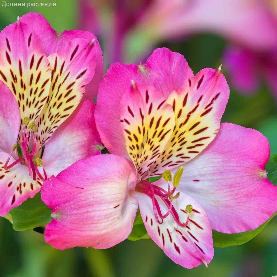 Альстромерия Флирт - Dolinasad.by