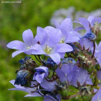 Колокольчик молочноцветковый Пуфф - Dolinasad.by
