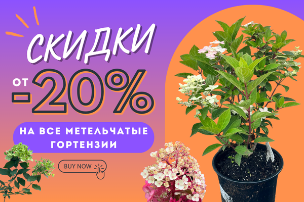 от -20% НА ВСЕ МЕТЕЛЬЧАТЫЕ ГОРТЕНЗИИ. ЗАВЕРШЕНА