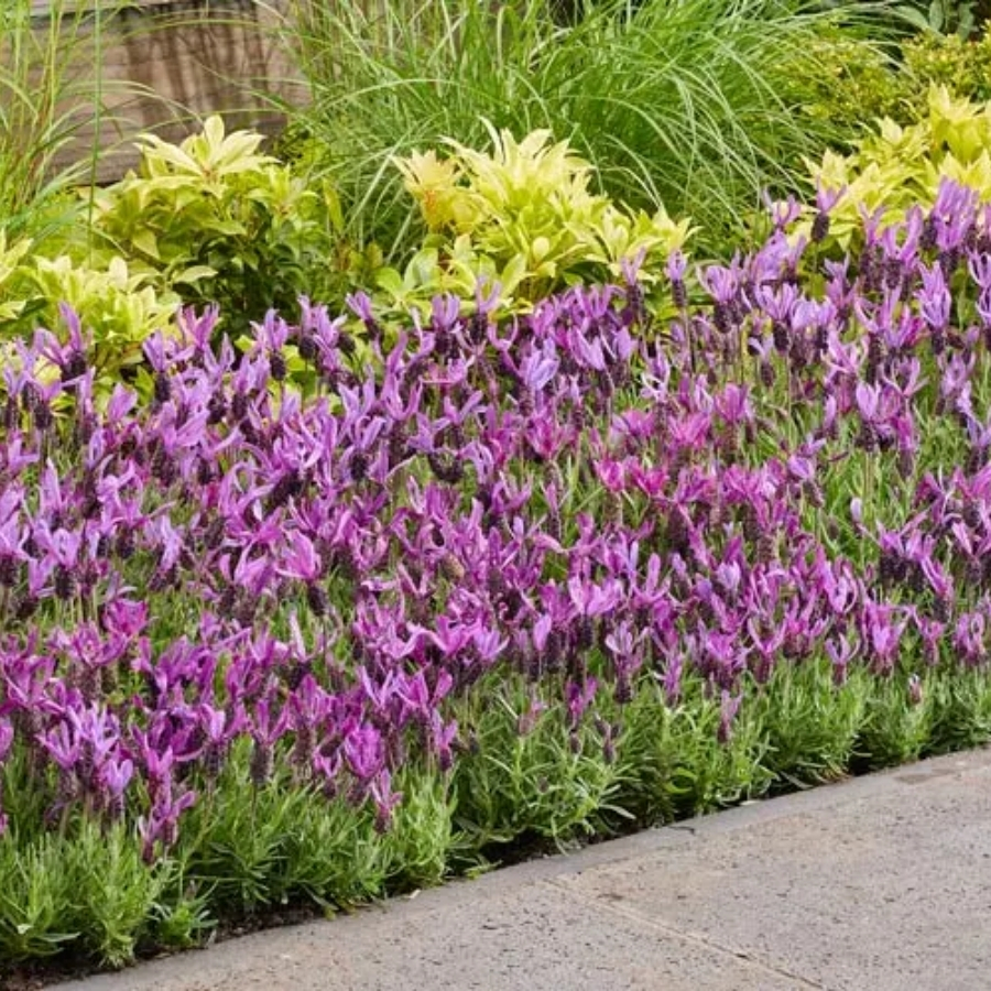 Лаванда французская Белла Тоскана - Dolinasad.by