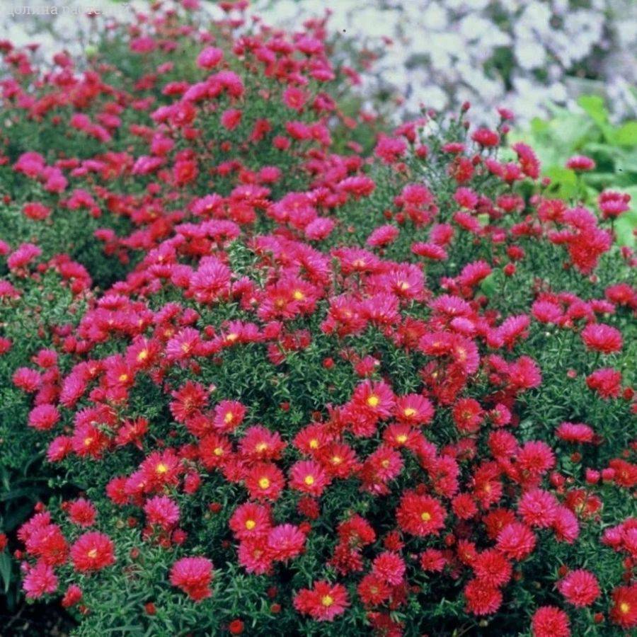 Астра новоанглийская Кримсон Брокад - Dolinasad.by