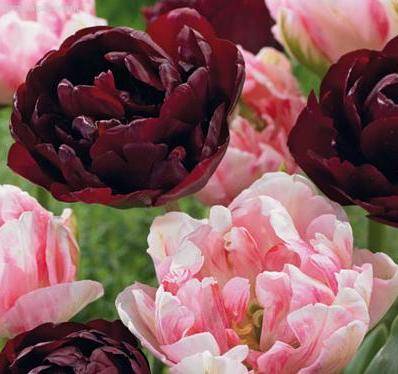 Набор 25 тюльпанов махровых фото