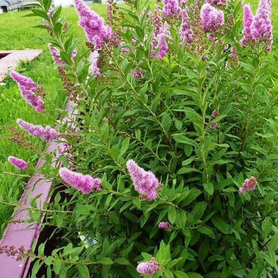 Спирея Дуглас, С2 - Dolinasad.by