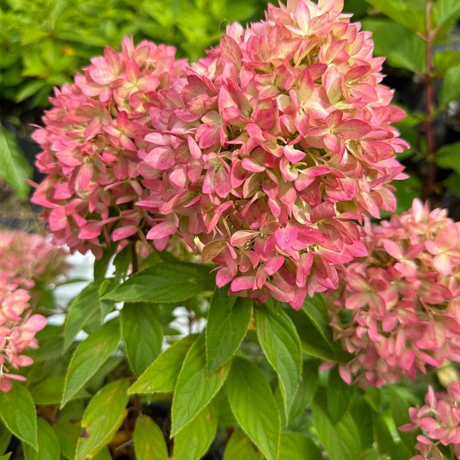 Гортензия метельчатая Би Грин, С2 - Dolinasad.by