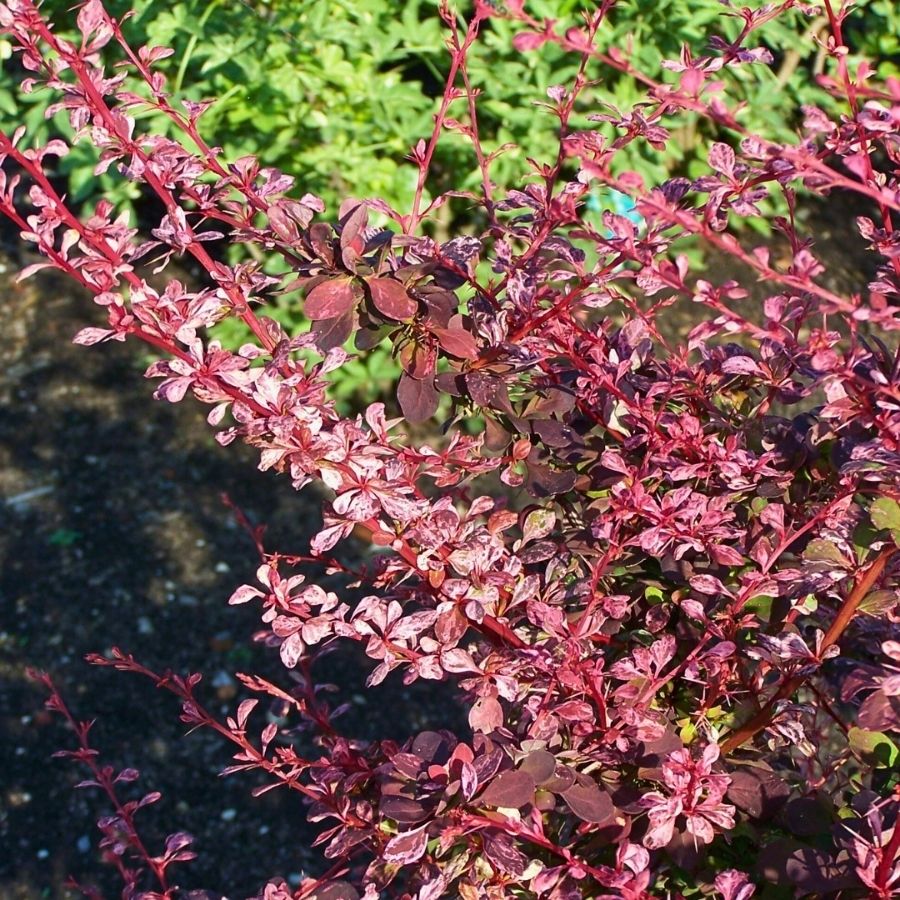Барбарис Тунберга Пинк Этрекш, С2 - Dolinasad.by