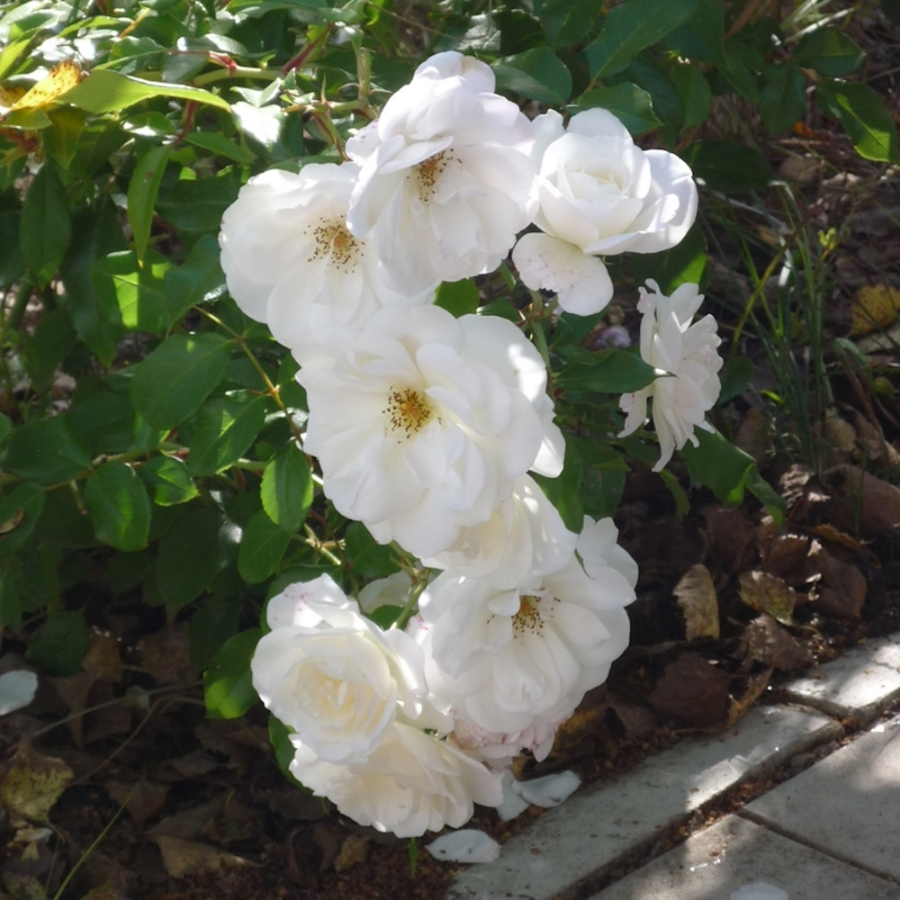 Роза Фис Клайм в горшке - Dolinasad.by