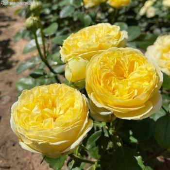 Роза Каталина в горшке - Dolinasad.by