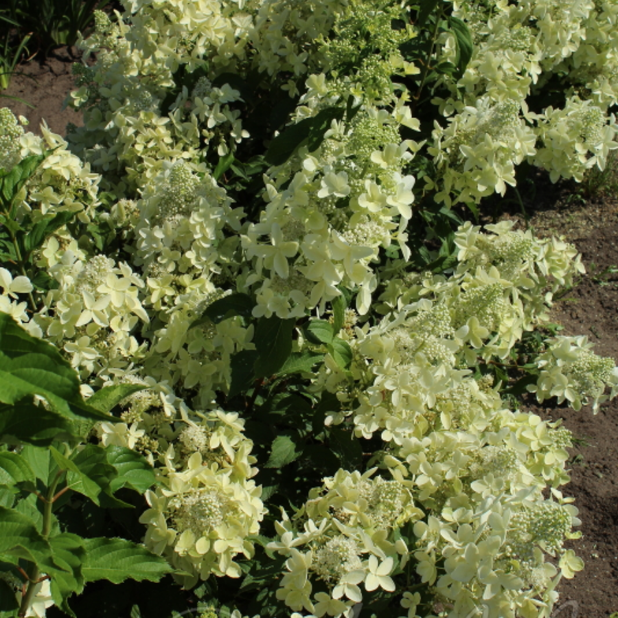 Гортензия метельчатая Дегудо, С2 - Dolinasad.by