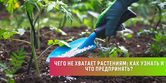 Чего не хватает растениям: как узнать и что предпринять?