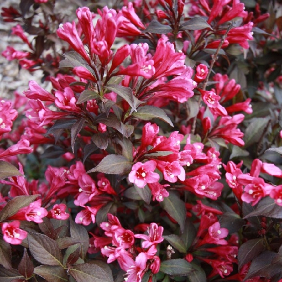 Вейгела цветущая Блэк Руби - Dolinasad.by