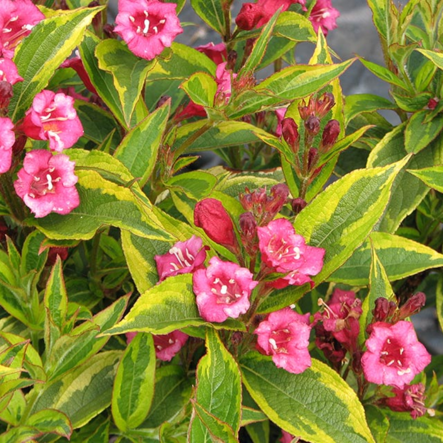 Вейгела цветущая Бригела, С2 - Dolinasad.by