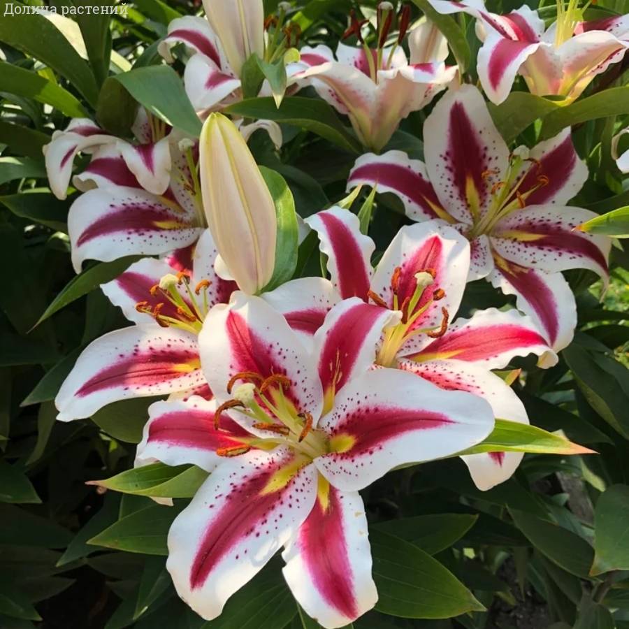 Лилия Биг Смайл - Dolinasad.by