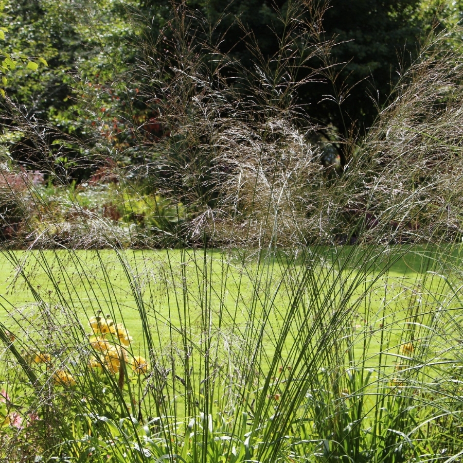 Молиния тростниковая Транспарент - Dolinasad.by