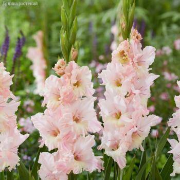 Гладиолус Розовая молния - Dolinasad.by