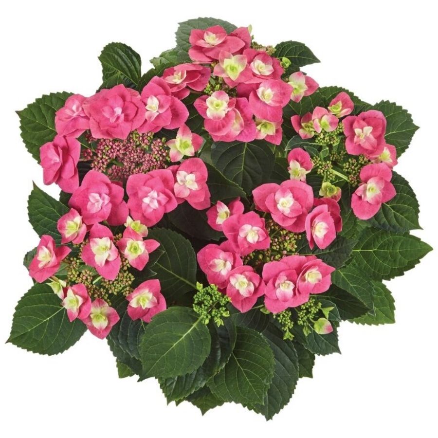 Гортензия крупнолистная Фрисби Хот Пинк, С2 - Dolinasad.by