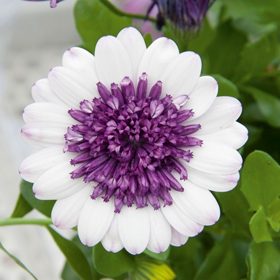 Остеоспермум 3Д Блюберри Шейк - Dolinasad.by