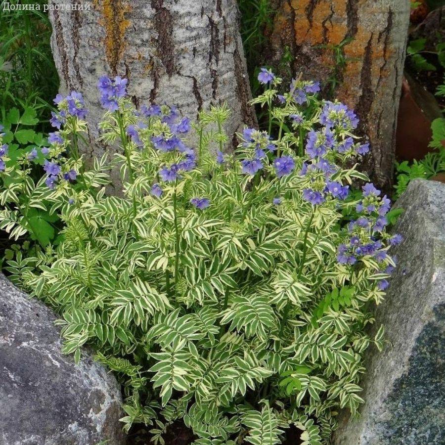 Синюха голубая Бриз Данжоу - Dolinasad.by