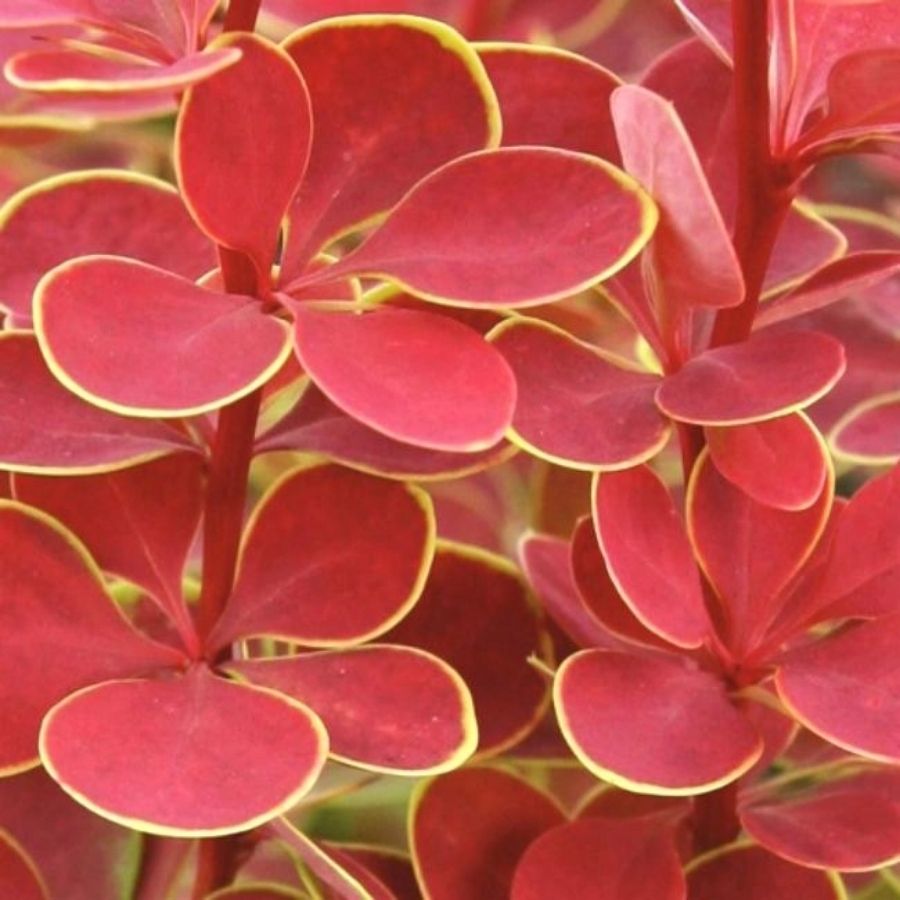 Барбарис Тунберга Оранж Санрайз, С3 - Dolinasad.by