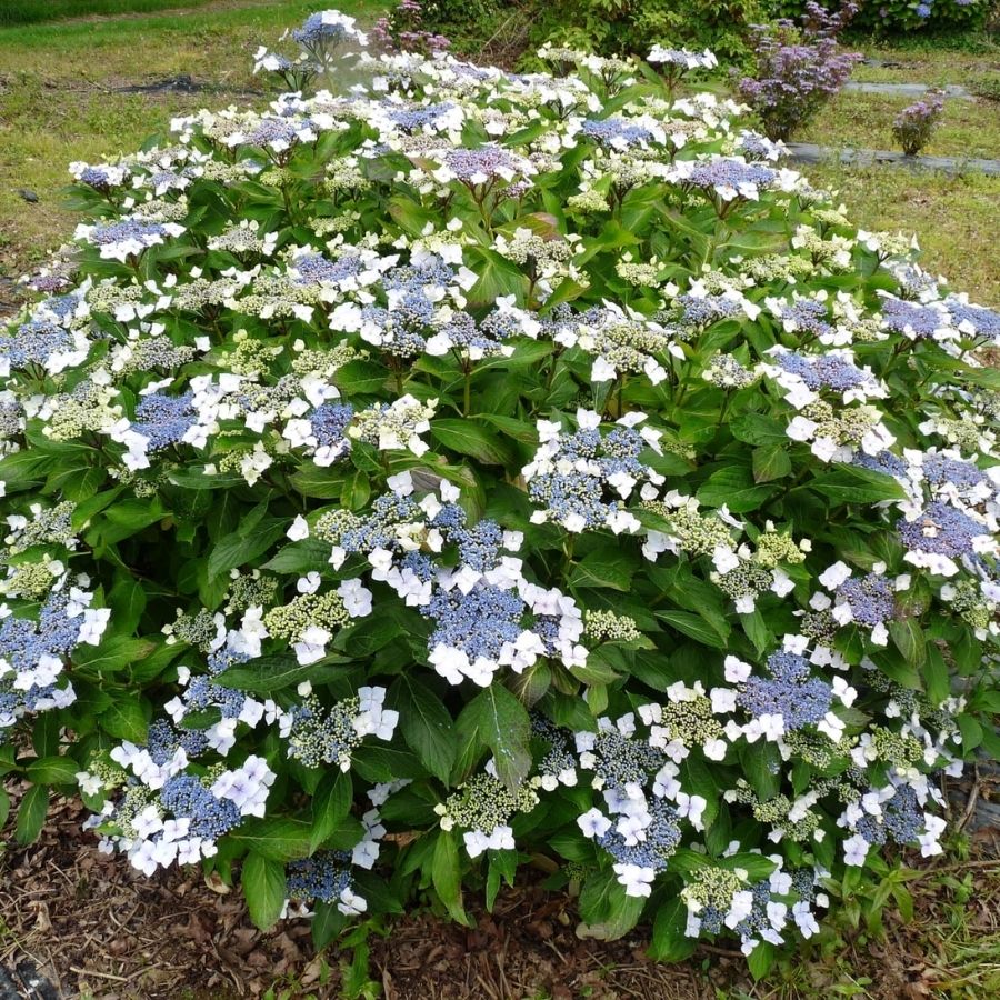 Гортензия крупнолистная Мариесии Грандифлора, С2 - Dolinasad.by