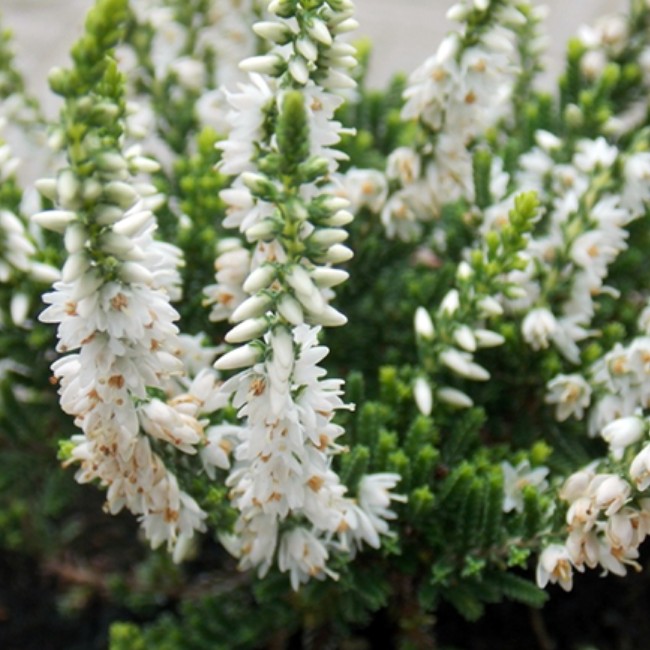 Вереск Альба Прекокс фото