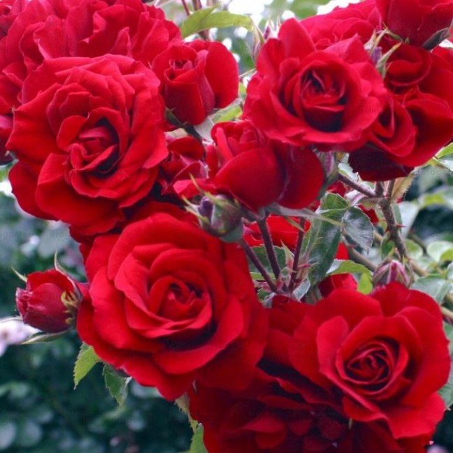 Роза Красный Маяк - Dolinasad.by