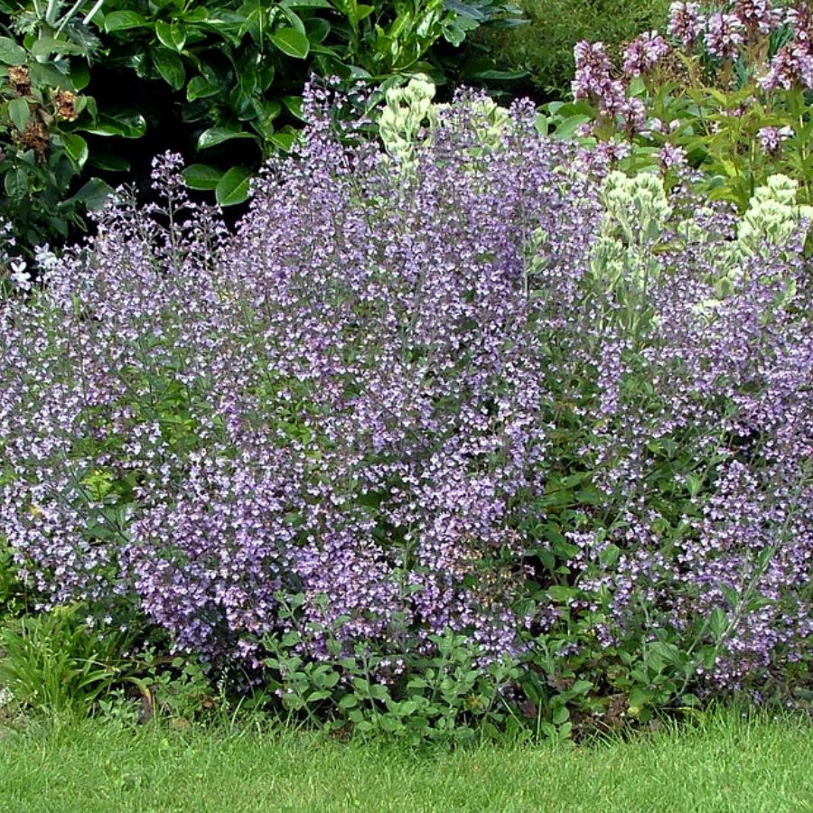 Душевик Блю Клауд - Dolinasad.by