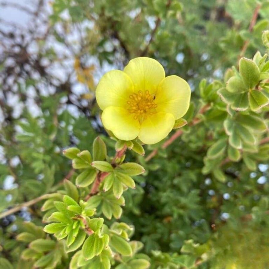 Лапчатка кустарниковая Клондайк, С3 - Dolinasad.by