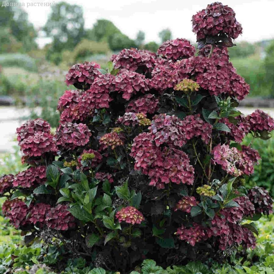 Гортензия крупнолистная Шоколад Гортензия крупнолистная Шоколад - Dolinasad.by