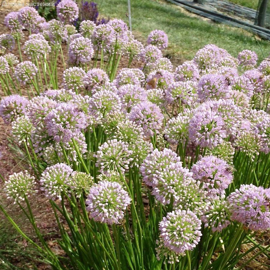 Аллиум Ин Орбит - Dolinasad.by