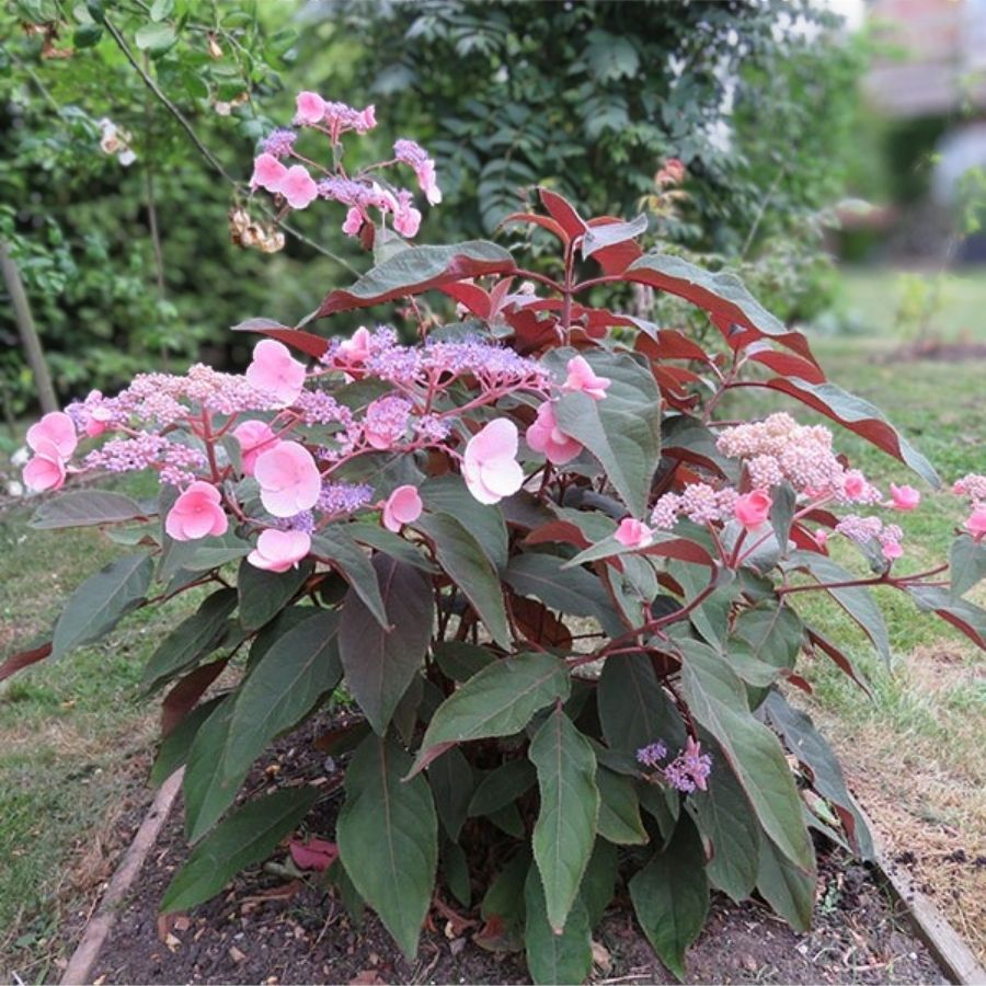 Гортензия шершавая Хот Шоколад, С3 - Dolinasad.by