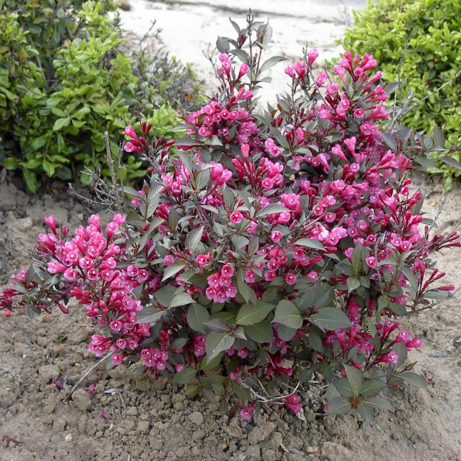 Вейгела цветущая Нана Пурпуреа, С3 - Dolinasad.by