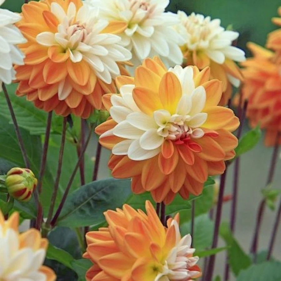 Георгина Коуп де Солеил - Dolinasad.by