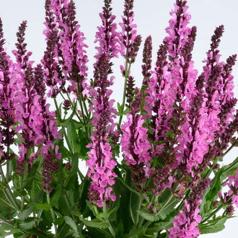 Шалфей Пинк Небула - Dolinasad.by