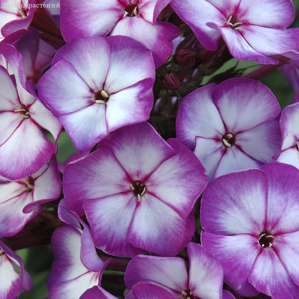 Флокс метельчатый "Свит саммер пурпур биколор" фото