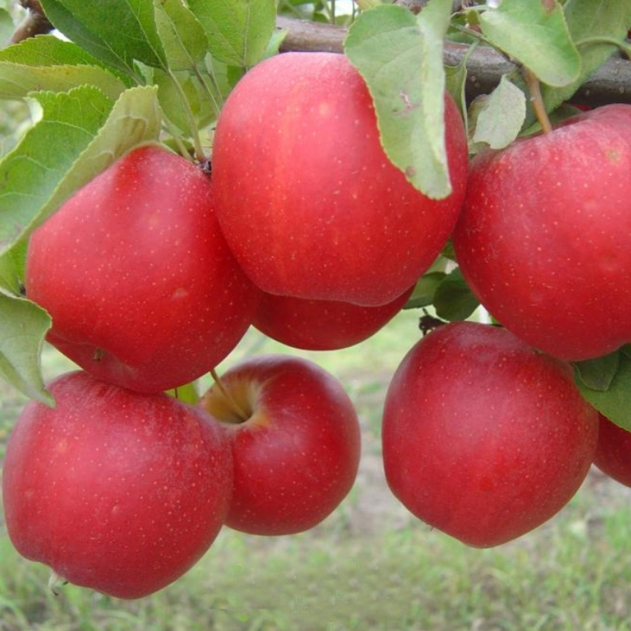 Яблоня Гала - Dolinasad.by