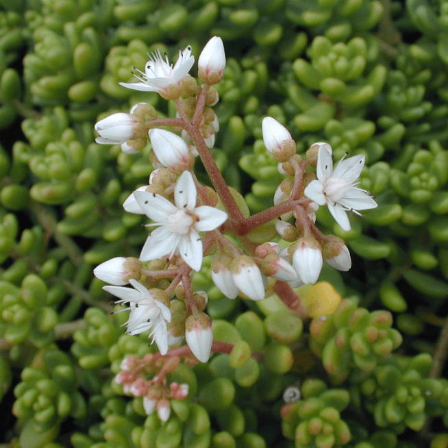 Седум белый Мурале – стелющееся многолетнее растение, образующее своими густооблиственными короткими побегами отдельные куртины. Низкорослый, ковровый вид. Имеет мелкие продолговатые красиво окрашенные зимующие листья. Цветет в июне-июле изумительно краси