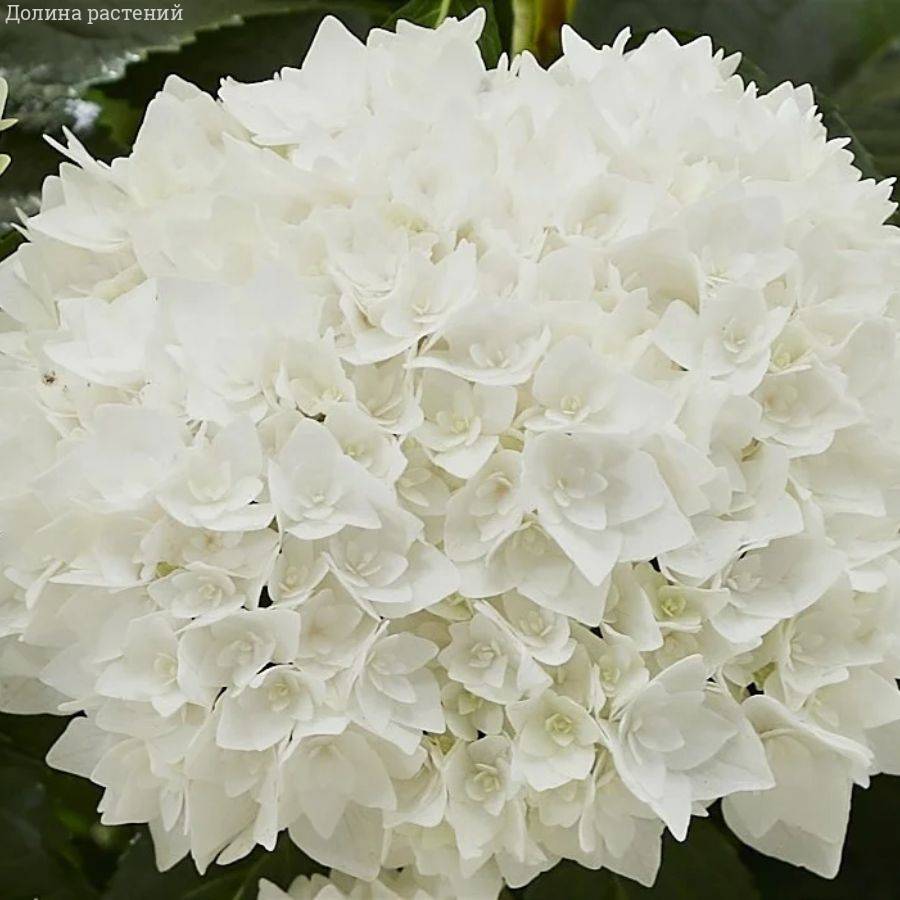 Гортензия крупнолистная Диппо Фредо - Dolinasad.by