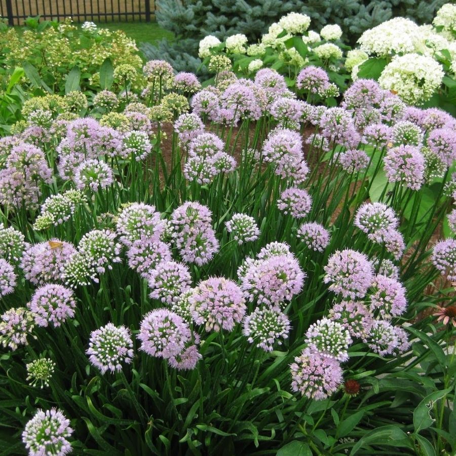 Аллиум сизый - Dolinasad.by