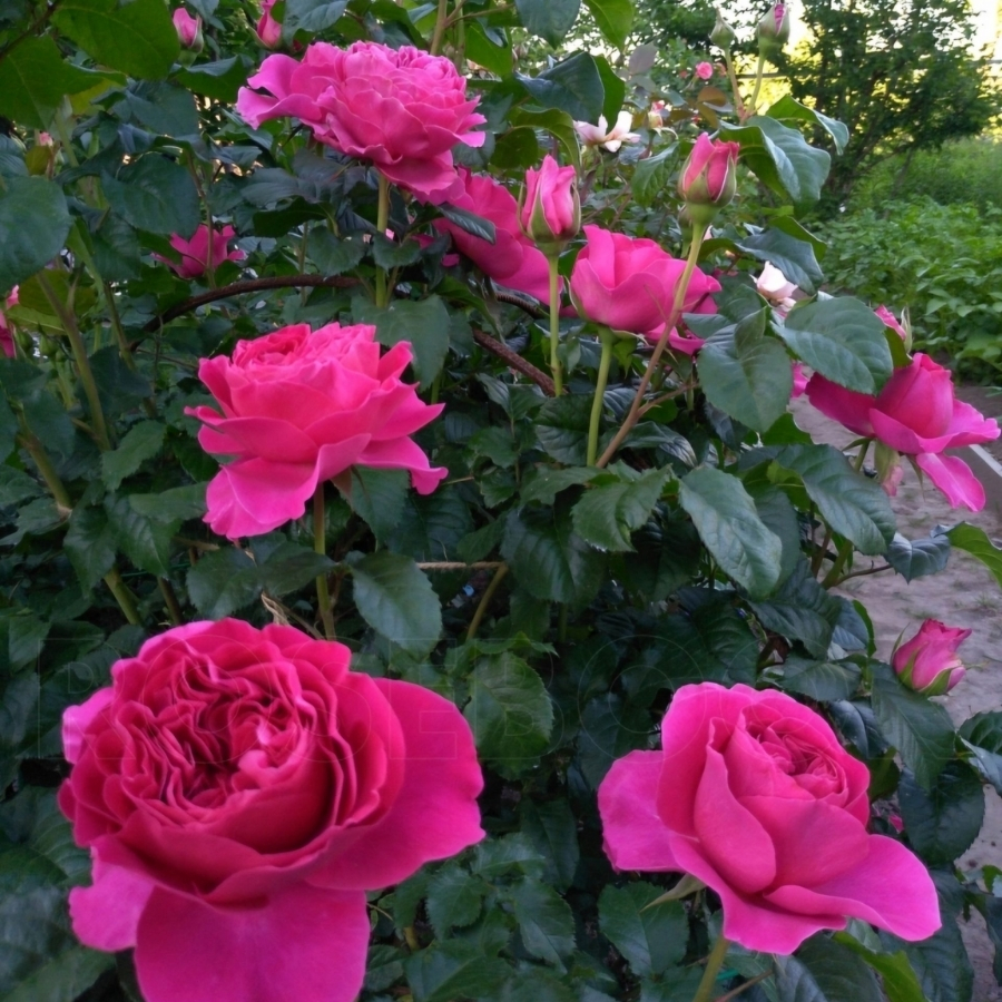 Роза Кейт - Dolinasad.by