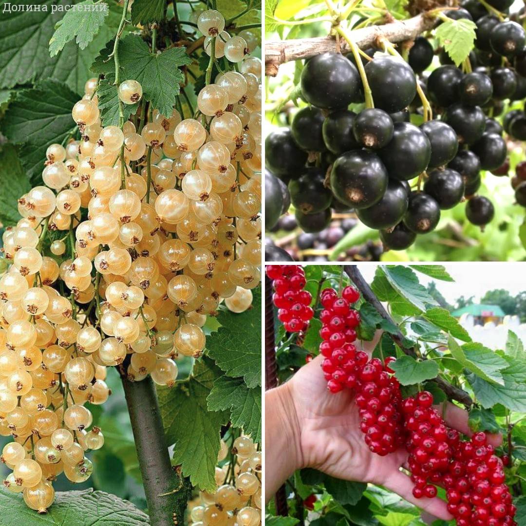 9 диковинных плодовых деревьев и кустарников для вашего сада | В саду (luchistii-sudak.ru)