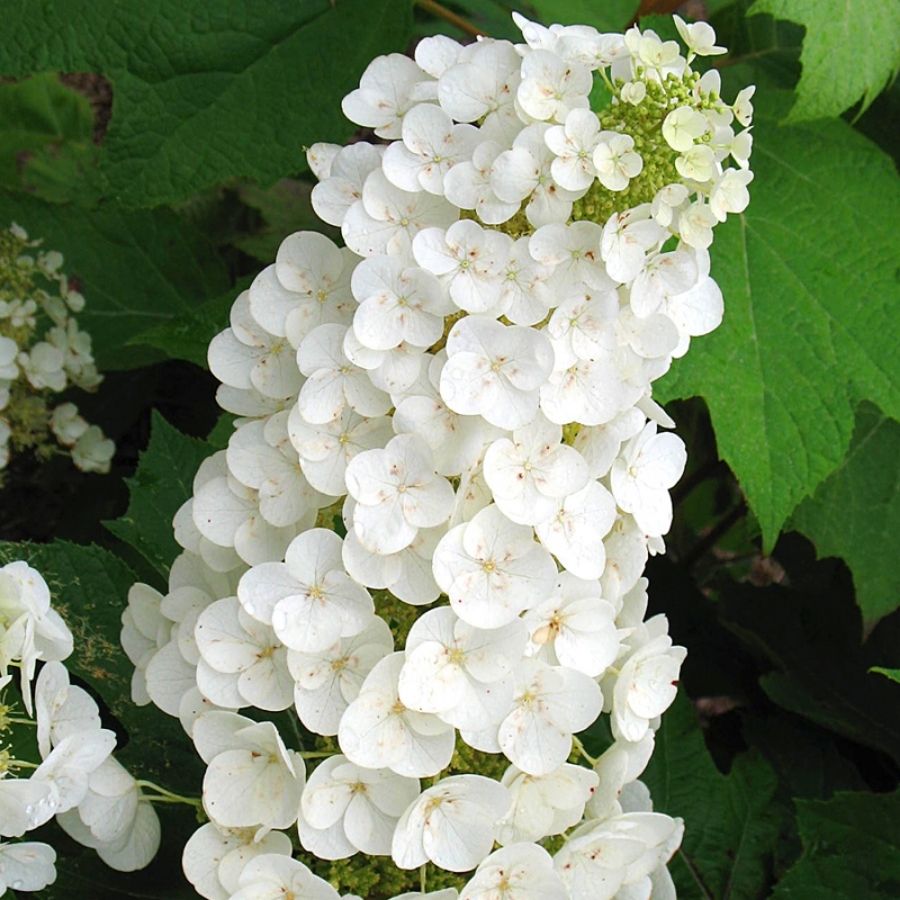 Гортензия дуболистная Алиса, С2 - Dolinasad.by