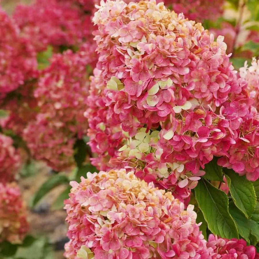 Гортензия метельчатая Краса Лесково, С3 - Dolinasad.by