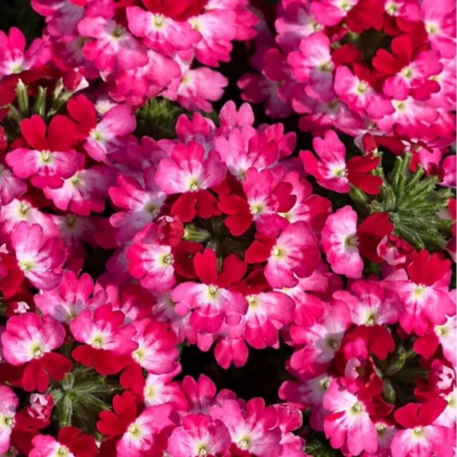 Вербена Дримс Пурпл Ред - Dolinasad.by