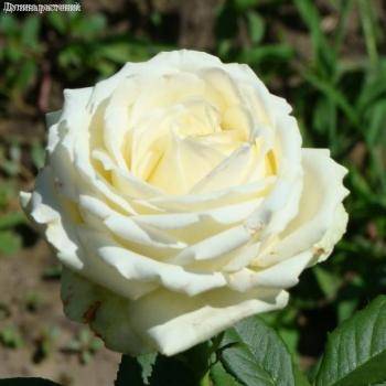 Роза Аваланч в горшке - Dolinasad.by