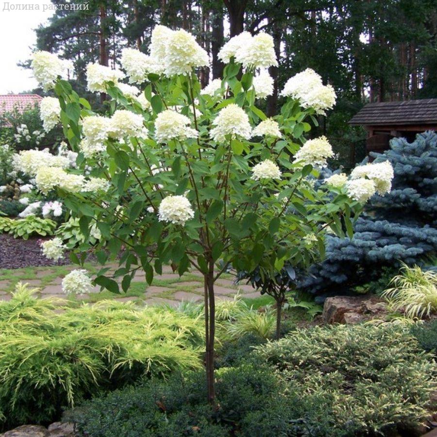 Гортензия метельчатая Канделайт на штамбе - Dolinasad.by