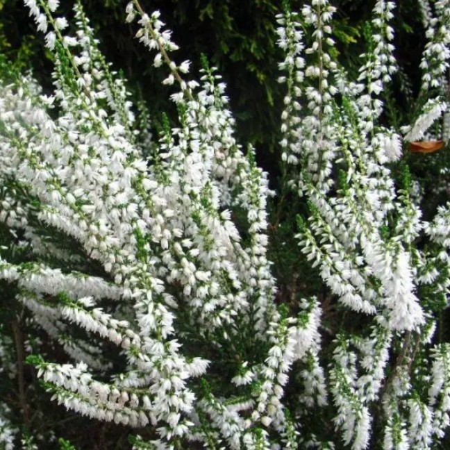 Вереск Альба Прекокс фото