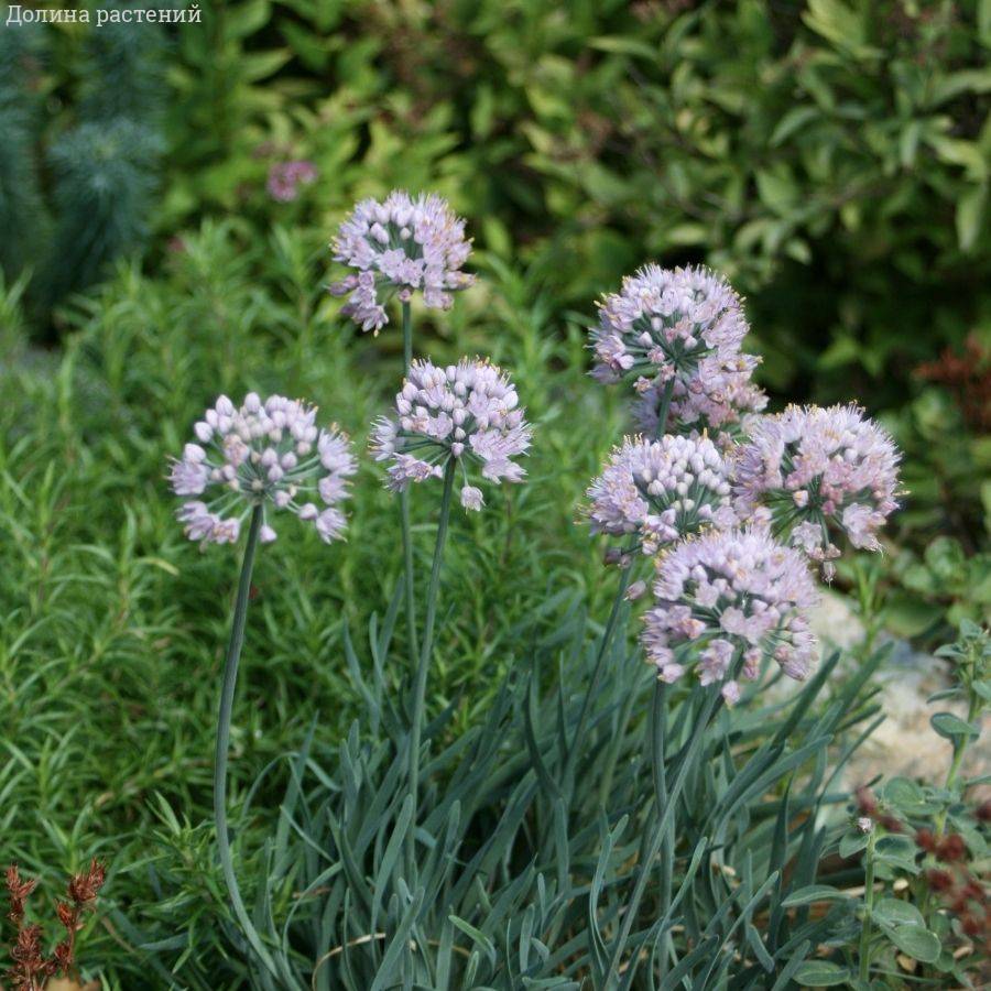Аллиум сизый - Dolinasad.by