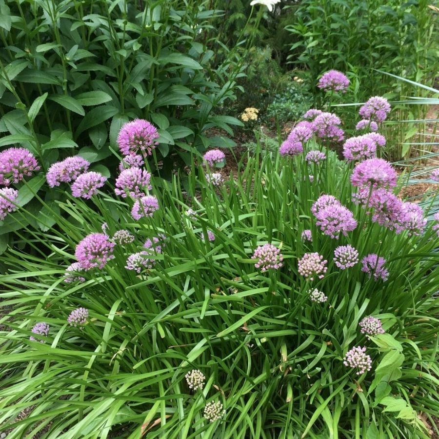 Аллиум сизый Саммер Бьюти - Dolinasad.by