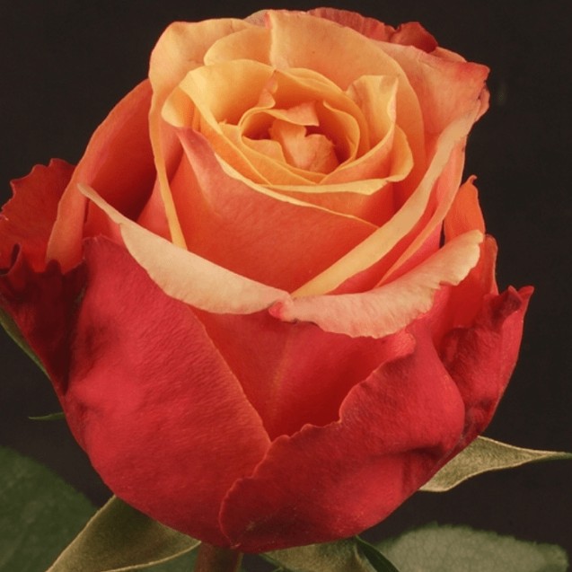 Роза Черри Бренди в горшке - Dolinasad.by