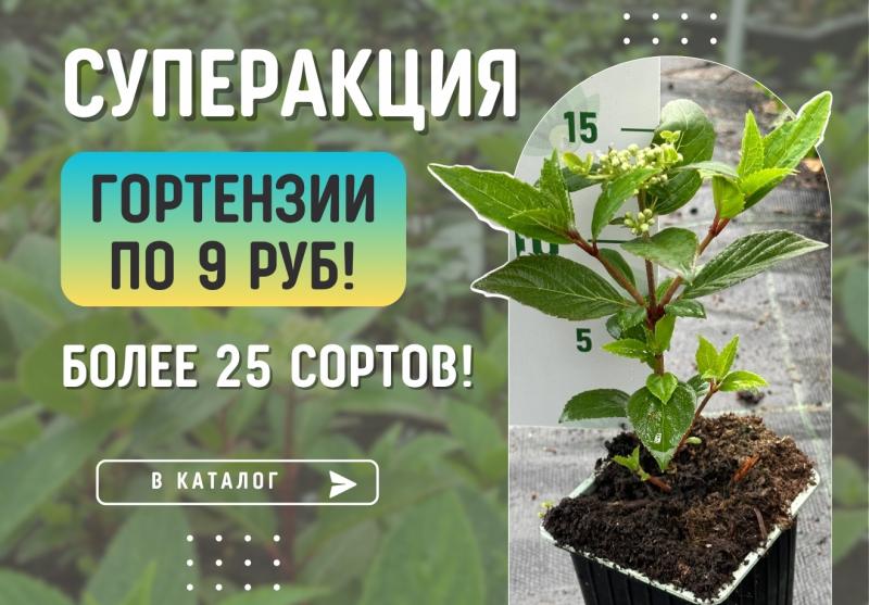 Гортензия по цене мечты — всего 9 руб! Успейте забрать свою красавицу!